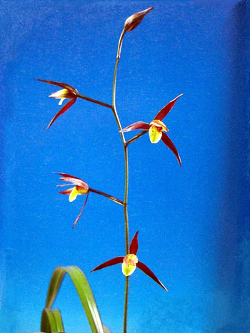 寒蘭-25183　交配No.22　花芽つき　苗　交配種 寒蘭-25183 交配No.22 花芽つき 苗 交配種 寒蘭-25183-4H 交配No.22